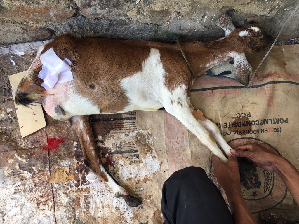 desperandumvox's tweet photo. Amputatio Extremitas Caudal Dextra Regio Cruris in Capri
Pro: Lacto; Sheep; 1yr; F; domestic; white-brown
Anamnesa: Nekrosis at Cruris Regio because trauma. Os Metatarsal showed up. It's been happening for almost 1 month (said the owner)
#vet #vetlyf #amputatio #capri #surgery https://t.co/HeGLTmNUgK