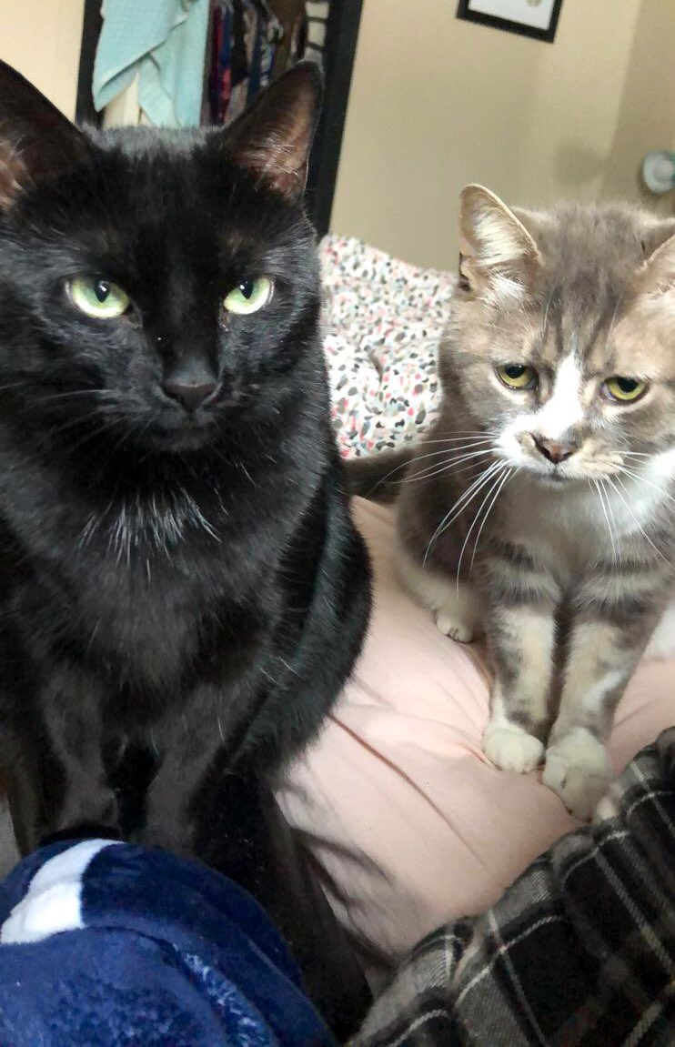 acd0815's tweet photo. Day 2 of spirit week: Quaratine buddy/pet. Here’s my girl Chloe, ready to log on and start the day. Joey however is MIA outside; he doesn’t love school work. #HAPPYSPIRITWEEK #CatsOfTwitter @IEWeldonSAC @IEWeldonSS https://t.co/ScX0fVqRpj
