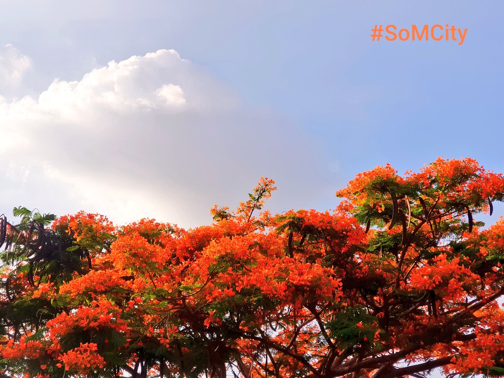 somcity's tweet photo. It's a Beautiful Day! 💖🧡💛😍😘 #SoMCity #WhereIsSoMA 😎 #SoMaIsEverywhere 💚 #AmazingThailand 💙😘 https://t.co/qs5mV8bblf