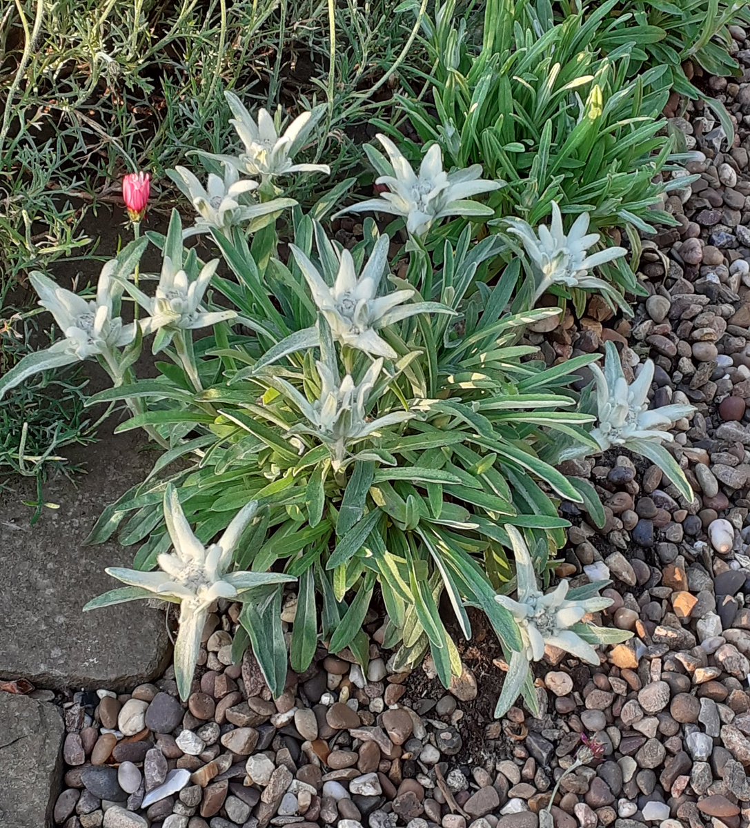 flowerpotmad's tweet photo. Edelweiss, Edelweiss, every morning you greet me 💜
#edelweiss #grownfromseed #gardengirl #alpine #ilovemygarden https://t.co/J3HdL2vdDp