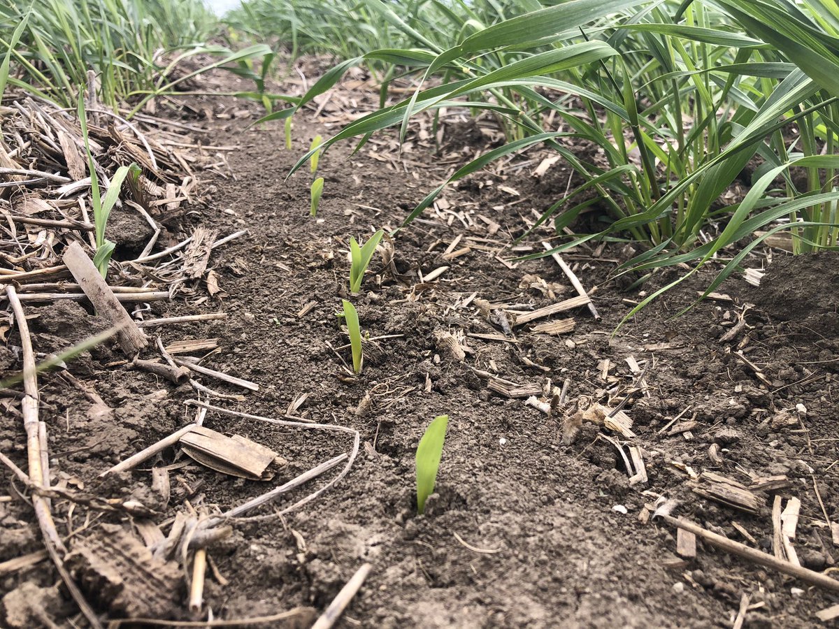 Continuum_Ag's tweet photo. The #60inCorn looks great! This in-row population is 50k seeds/ac. The #CoverCrop was terminated a couple days ago and is dying down. #SoilHealth π±π½π± https://t.co/jKHbb4QSCN