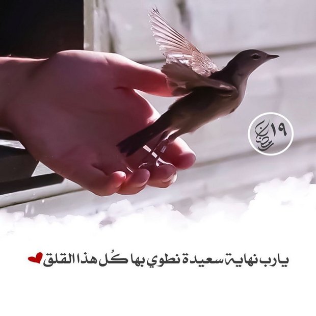 #رمضان 19
اللهم إنا نسألك أيامًا مبشرة وهمومًا راحلة وقلوبًا مطمئنة اللهم إنا نسألك أن ترفع عنا هذا الوباء وهذا البلاء وأن تغفر لنا وللمسلمين جميعاً.🙏