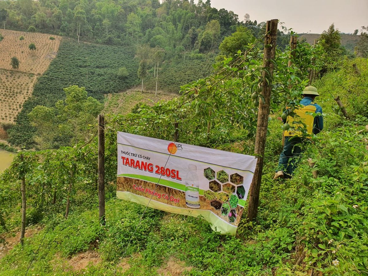 UPLLtd's tweet photo. UPL Vietnam team on field to discuss about our product and its benefits, Tarang in the mountainous Northern provinces.

To know more - https://t.co/7slyn7sRYM

#UPLVietnam #OpenCollaboration #OpenAg #NoLimitsNoBorders #GrowWithUPL #OnFieldWithUPL https://t.co/uthEfNRmNp