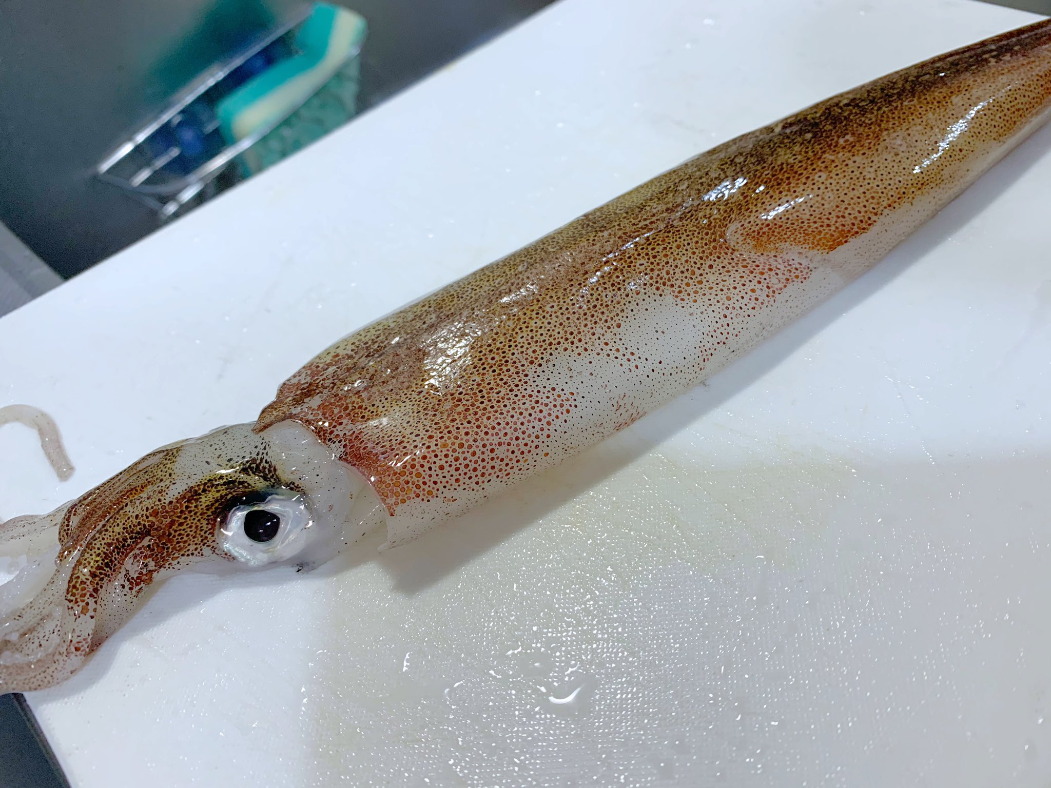 たばね 食べ方がわからないものを買うシリーズ イカ捌き編 紫外線照射で寄生虫のアニサキスが光り取り除きやすいと聞いたためレジン用のuvライトを掘り出したけど全然光らず結構怖かった T Co Xu3rjjmhr2 Twitter たばね 食べ方がわからないものを買うシリーズ イカ捌き編 紫外線照射で寄生虫のアニサキスが光り取り除きやすいと聞いたためレジン用のuvライトを掘り出したけど全然光らず結構怖かった T Co Xu3rjjmhr2 Twitter