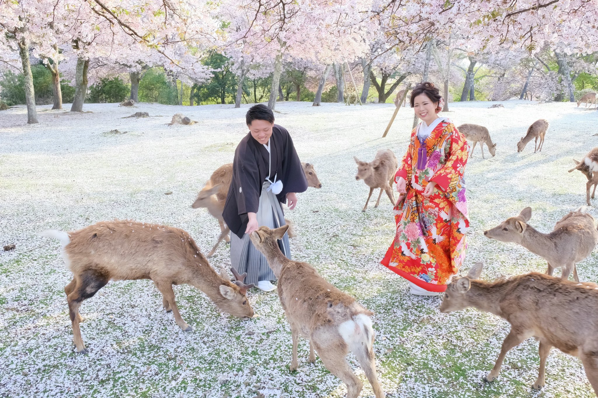 奈良公園の鹿に鹿せんべいの上手なあげ方と鹿の多い場所は 鹿のお辞儀動画あり