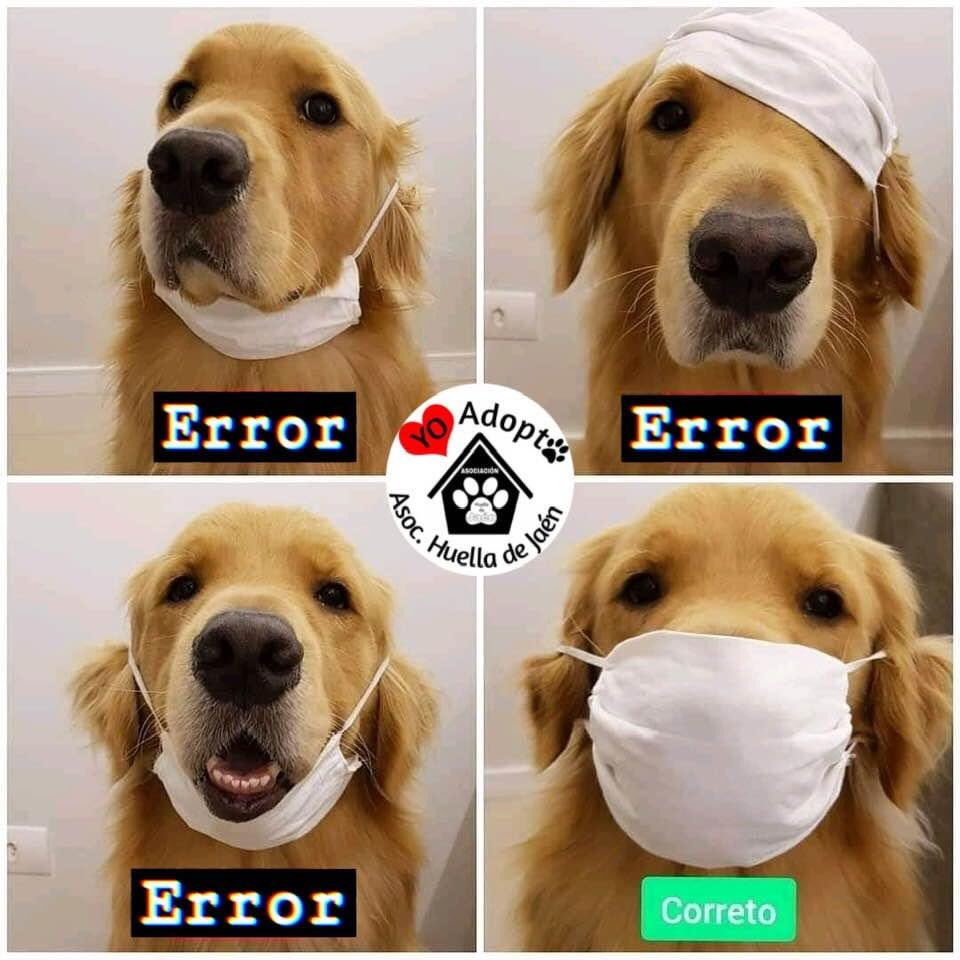 huelladejaen's tweet photo. Nuestros perros están PROTEGID❤️S!!!!!!
Ayúdanos a seguir rescatando a más necesitados. Tu ayuda salva VID🐾S
https://t.co/tLSN1WLrAJ https://t.co/FqHDUoXDlM