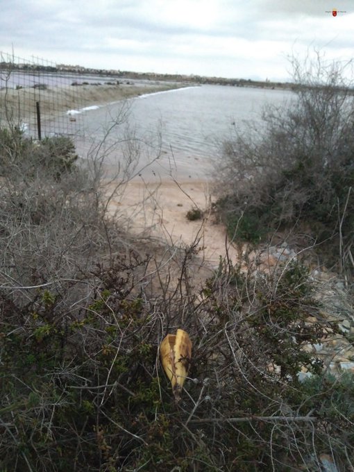 SalinasSPedroPR's tweet photo. ¿Qué pensaron antes de tirarlo🍌 ?
🔹No pasa nada, es #biodegradable ...
🔻No,☝️es #biodesagradable
🔹Es comida para las aves 🐦...
🔻No,☝️les puede enfermar 😷 y altera sus hábitos🤪
🔹Me la llevo en la mochila🎒
🔻¡CORRECTO 🏆!
En tu próxima visita #AlaMochila 😉👌 https://t.co/NwzGaqlpsW