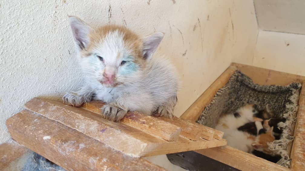 someone had fun coloring this kitten, and then throwing it in the trash.  
a lady noticed him crying and meowing desperately.
She took him to our free vet clinic where we cleaned and disinfected his eyes 
and our mommy Marzia adopted him .@theAleppoCatman #Syriancats