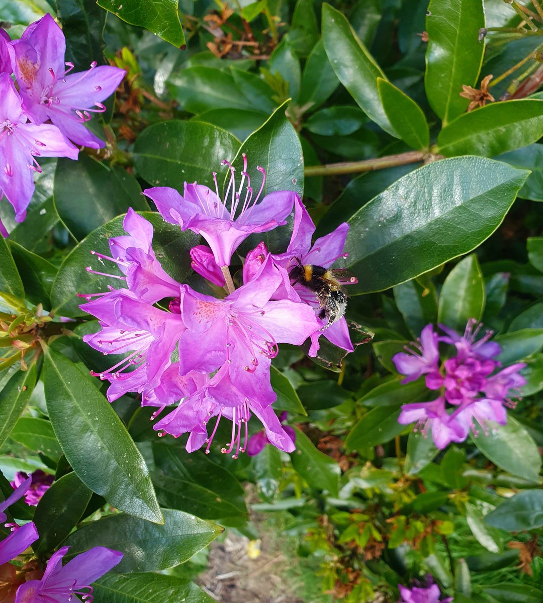 rxchelelizabeth's tweet photo. more @LancasterCityUK photos, and a little bumble bee waving 🌸🐝 #tuesdayvibes https://t.co/4ah6Yc1fig