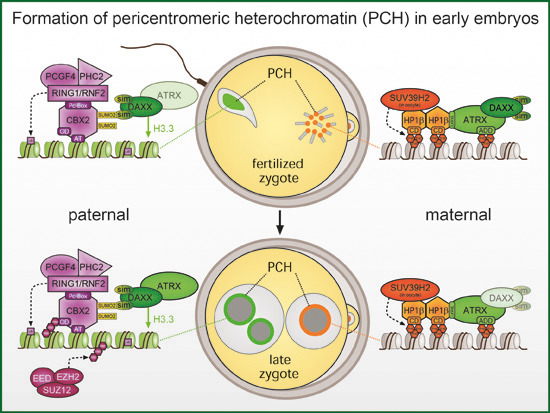 embojournal's tweet photo. Antoine Peters and colleagues @FMIscience show that SUMO-dependent #PRC1 #polycomb complex interactions with #DAXX-#ATRX drive #histone H3.3 incorporation at #pericentromeric #heterochromatin in mouse embryos
https://t.co/wPG3tMygLH https://t.co/2XUIaLe4Qf