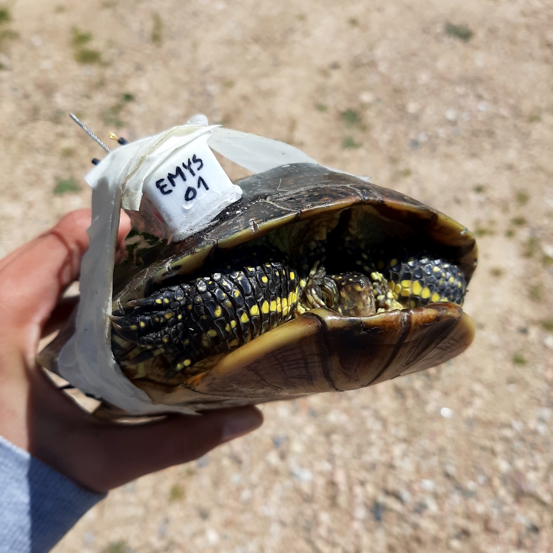 fundacioemys's tweet photo. Des que es va relaxar el confinament total hem retornat a les tasques d'estudi i #conservació de la #emysorbicularis . Estem realitzant el seguiment dels nuclis poblacionals de la Selva i començant un estudi per conèixer millor el seu comportament a través de dispositius GPS. https://t.co/fRpfaXN7w9