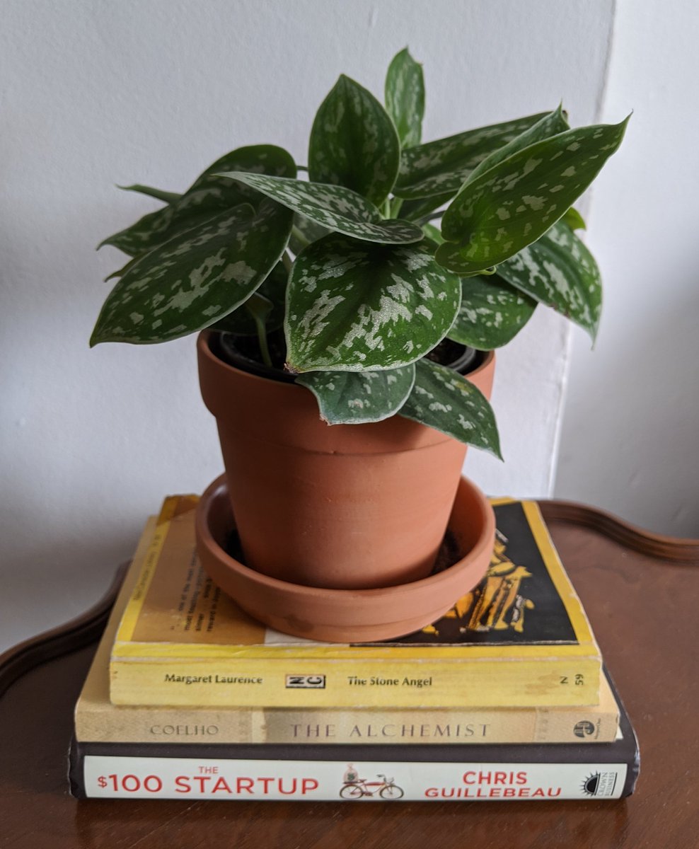 deeclectic's tweet photo. woke my ass up earlier to do a mini photoshoot with my #silverpothos.. that before 8:00am lighting is on point 😍😝 https://t.co/0BErGuYdaL