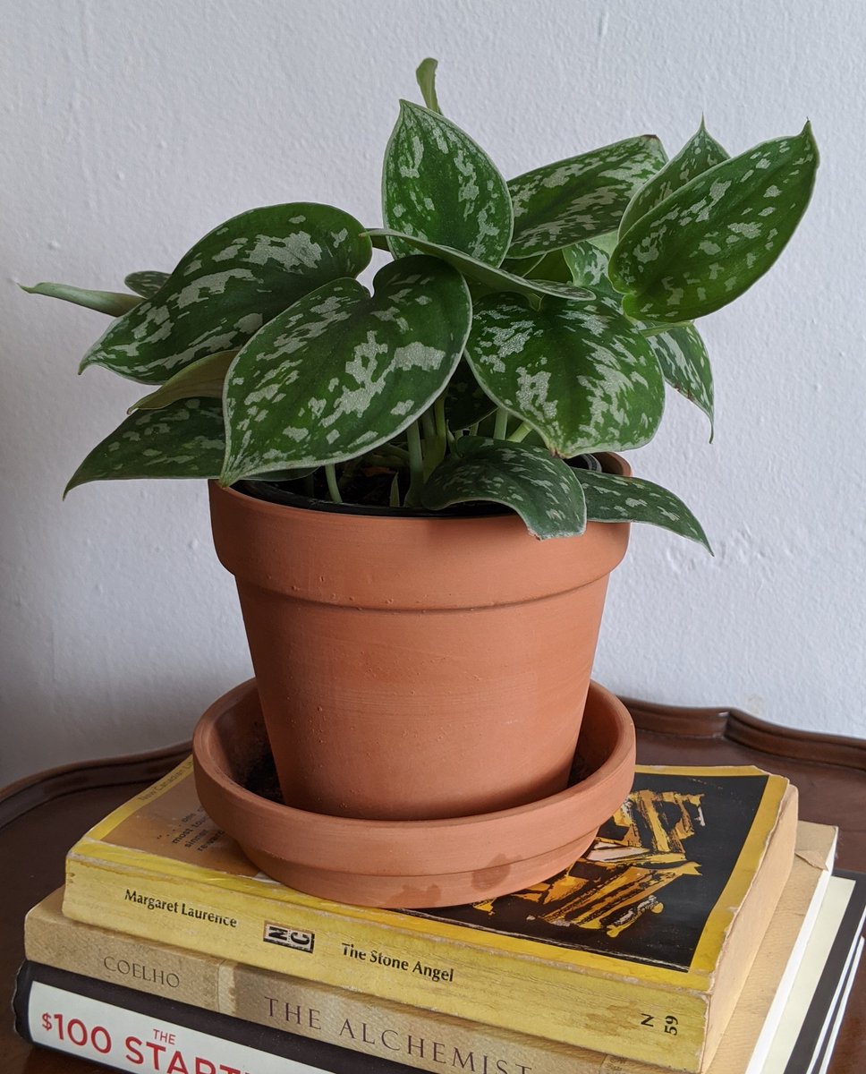 deeclectic's tweet photo. woke my ass up earlier to do a mini photoshoot with my #silverpothos.. that before 8:00am lighting is on point 😍😝 https://t.co/0BErGuYdaL
