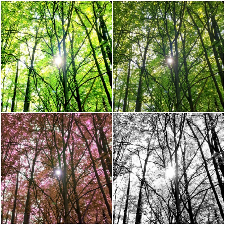 snisbett24's tweet photo. @Sussexroad Olivia is loving being creative with photography with @Photosmudger! Top left is the original. My favourite is the pink one, its sort of a cross between pink Spring blossom and some brown Autumn leaves! :) https://t.co/XRui9b5VtL