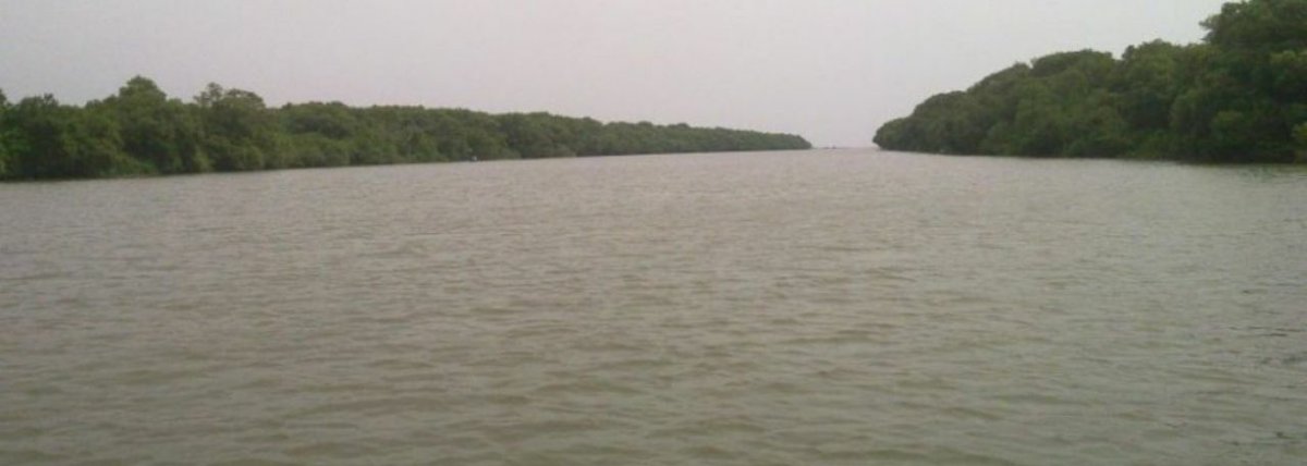 GURUSAAI_M's tweet photo. #AP
#NGT
#IUCN
#India
#UNESCO
#Kakinada
#Savemada
#SaveForest
#SaveCoringa
#EastGodavari
#SaveKakinada
#AndhraPradesh
#SaveMangroves
#SaveMadaForest
#KakinadaMangroves
#NationalGreenTribunal
#coringawildlifesanctuary
#SaveMadaForestFromJagan #SaveMangrovesSaveKakinada https://t.co/teP041fgHV
