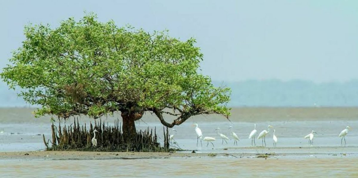 GURUSAAI_M's tweet photo. #AP
#NGT
#IUCN
#India
#UNESCO
#Kakinada
#Savemada
#SaveForest
#SaveCoringa
#EastGodavari
#SaveKakinada
#AndhraPradesh
#SaveMangroves
#SaveMadaForest
#KakinadaMangroves
#NationalGreenTribunal
#coringawildlifesanctuary
#SaveMadaForestFromJagan #SaveMangrovesSaveKakinada https://t.co/teP041fgHV