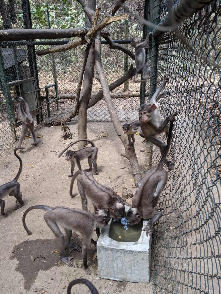 wapca_gh's tweet photo. #WAPCA would like to celebrate the #World #Endangered #Species Day by bringing to light our amazing monkeys hosted at #Accra &amp; #Kumasi #Zoos!
Indeed, our White-naped #mangabeys &amp; #Roloway monkey are playing an important role for the #species recovery!

1st pic: Camille Luccisano https://t.co/V0jkYakzFd