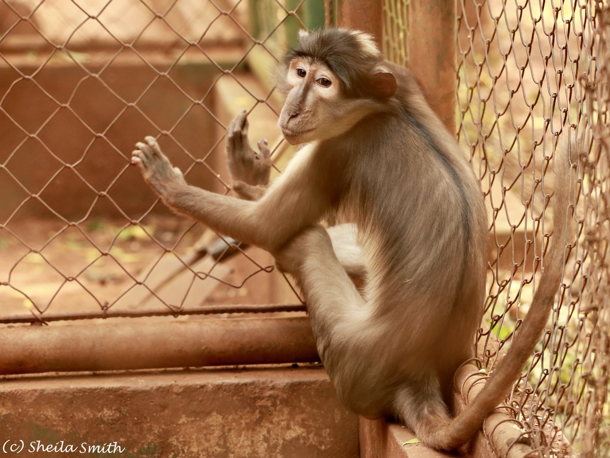 wapca_gh's tweet photo. #WAPCA would like to celebrate the #World #Endangered #Species Day by bringing to light our amazing monkeys hosted at #Accra &amp; #Kumasi #Zoos!
Indeed, our White-naped #mangabeys &amp; #Roloway monkey are playing an important role for the #species recovery!

1st pic: Camille Luccisano https://t.co/V0jkYakzFd