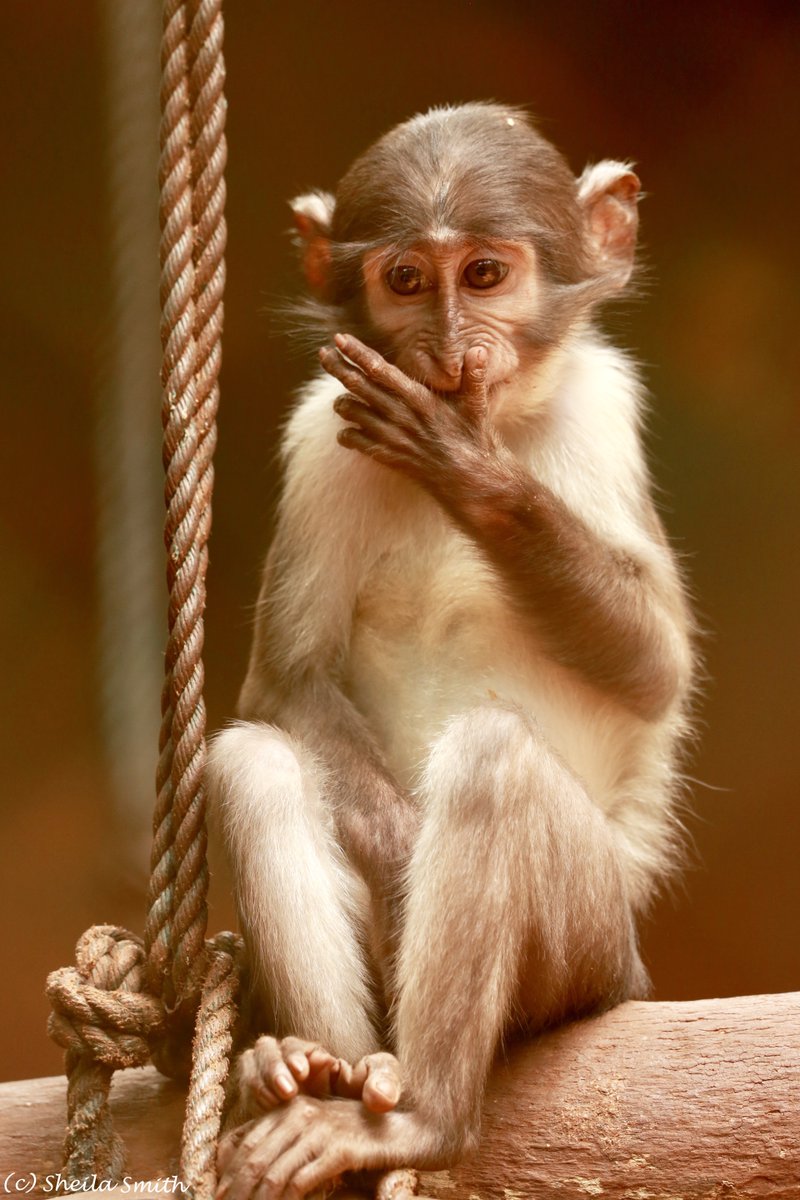 wapca_gh's tweet photo. #WAPCA would like to celebrate the #World #Endangered #Species Day by bringing to light our amazing monkeys hosted at #Accra &amp; #Kumasi #Zoos!
Indeed, our White-naped #mangabeys &amp; #Roloway monkey are playing an important role for the #species recovery!

1st pic: Camille Luccisano https://t.co/V0jkYakzFd