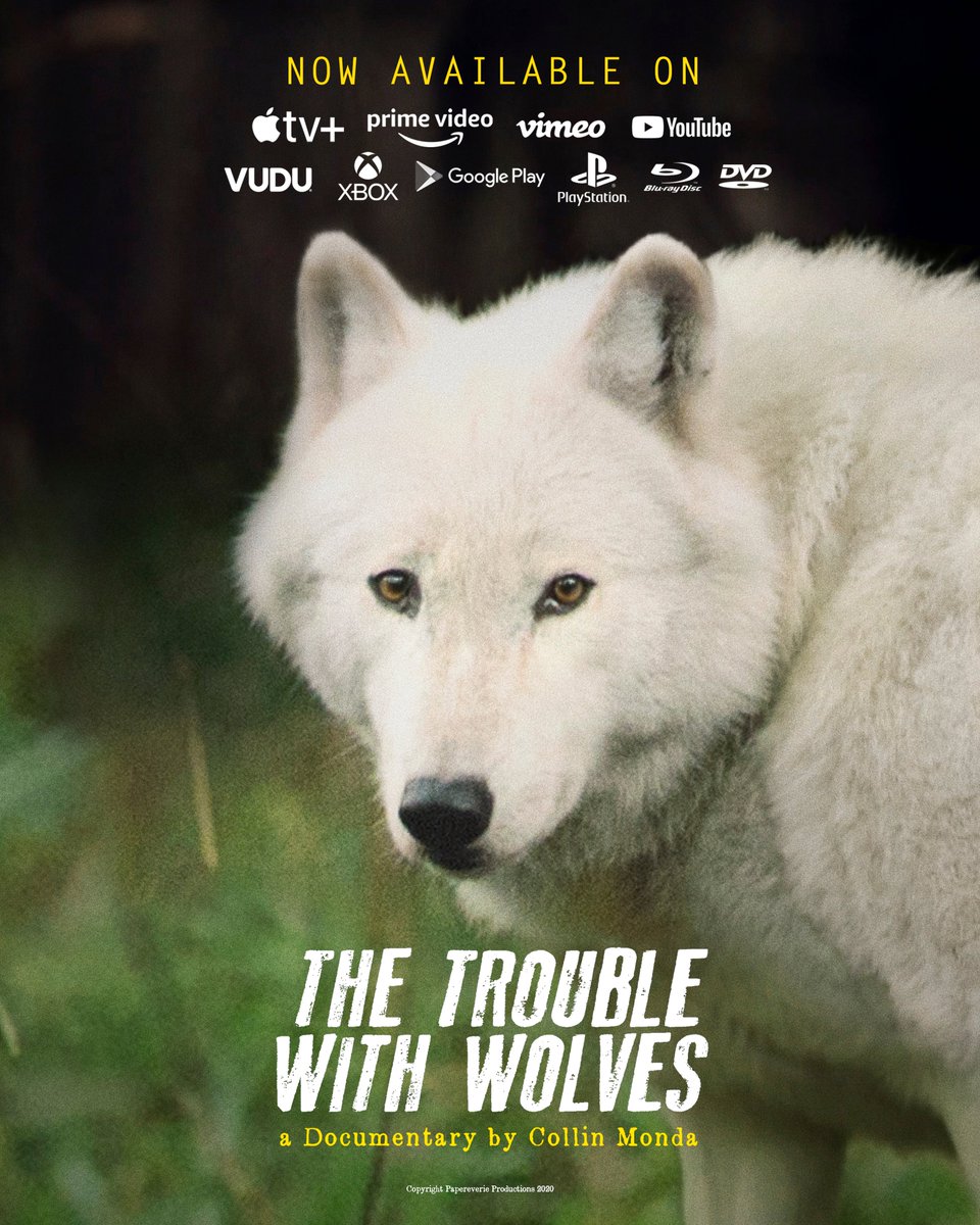 Today this documentary runs wild!
#TheTroubleWithWolves is Now Available.

And we reached our pre-order goal, so we're giving back 50% of those proceeds to <a href="/wolfhaven/">Shadow WolfHaven</a>! 

An important educational tool for Colorado right now, <a href="/tferriss/">Tim Ferriss</a> @RockyMtnWolf