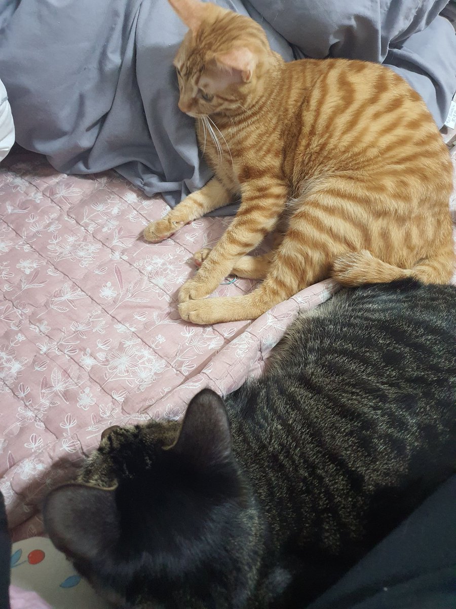 다온이랑 모모 절친 사이 🤭