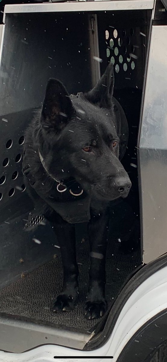 TPSK9's tweet image. PSD Aleksa &amp;amp; PC Palic along w members of #ETF, @tps51div, @TpsPsrt &amp;amp; @TPS31Div tracked down a male wanted in an armed robbery investigation in the Jane/Finch area last night.  A great example of #Teamwork to the job done! #SaferTO #K9