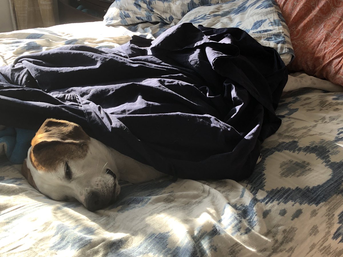 LizMcKeon's tweet photo. I think he sometimes dreams of his life pre-baby #ohenry #beabull #beabullsofinstagram #beaglebulldog https://t.co/dCwBI2zyuw