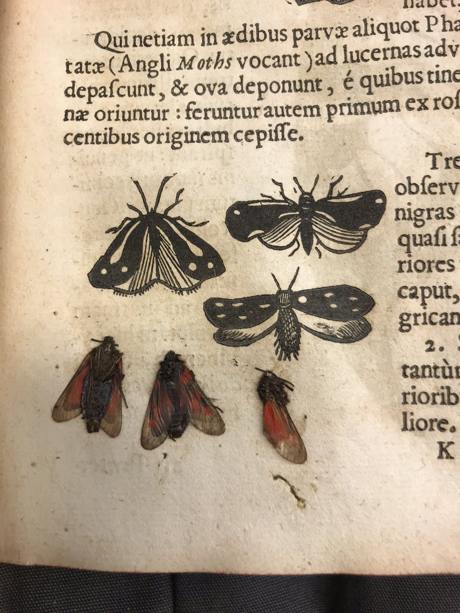 Whilst most Sir Hans Sloane's natural history specimens took flight to  @NHM_London in the 1880s some remained  @britishmuseum and came instead to  @britishlibrary Quite the trail for these little beasts - still preserved in this 17th-century 'Insectorum' #collectionsunited