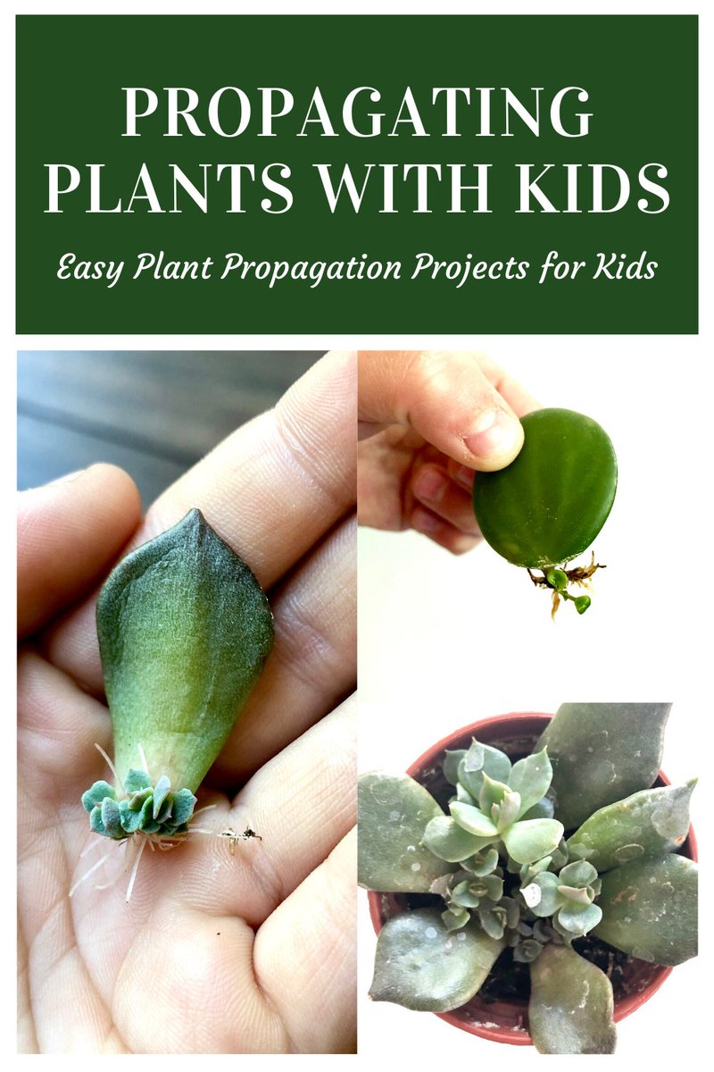Easy plant propagation projects to do with kids. #propagatingplants #plantpropagation #propagation #succulentspropagation #propagatingsucculents #gardening #indoorgardening #gardeningprojects #gardeningforkids