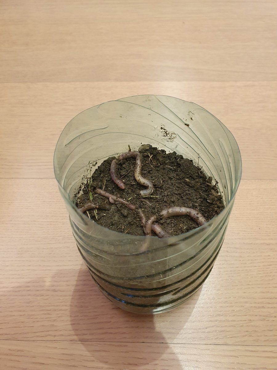 BSB_KS2's tweet photo. Even in lockdown, we can learn about the natural world. @BSB_KS2 @britishschoolro @Wormeries https://t.co/u4wk8KZa8Z