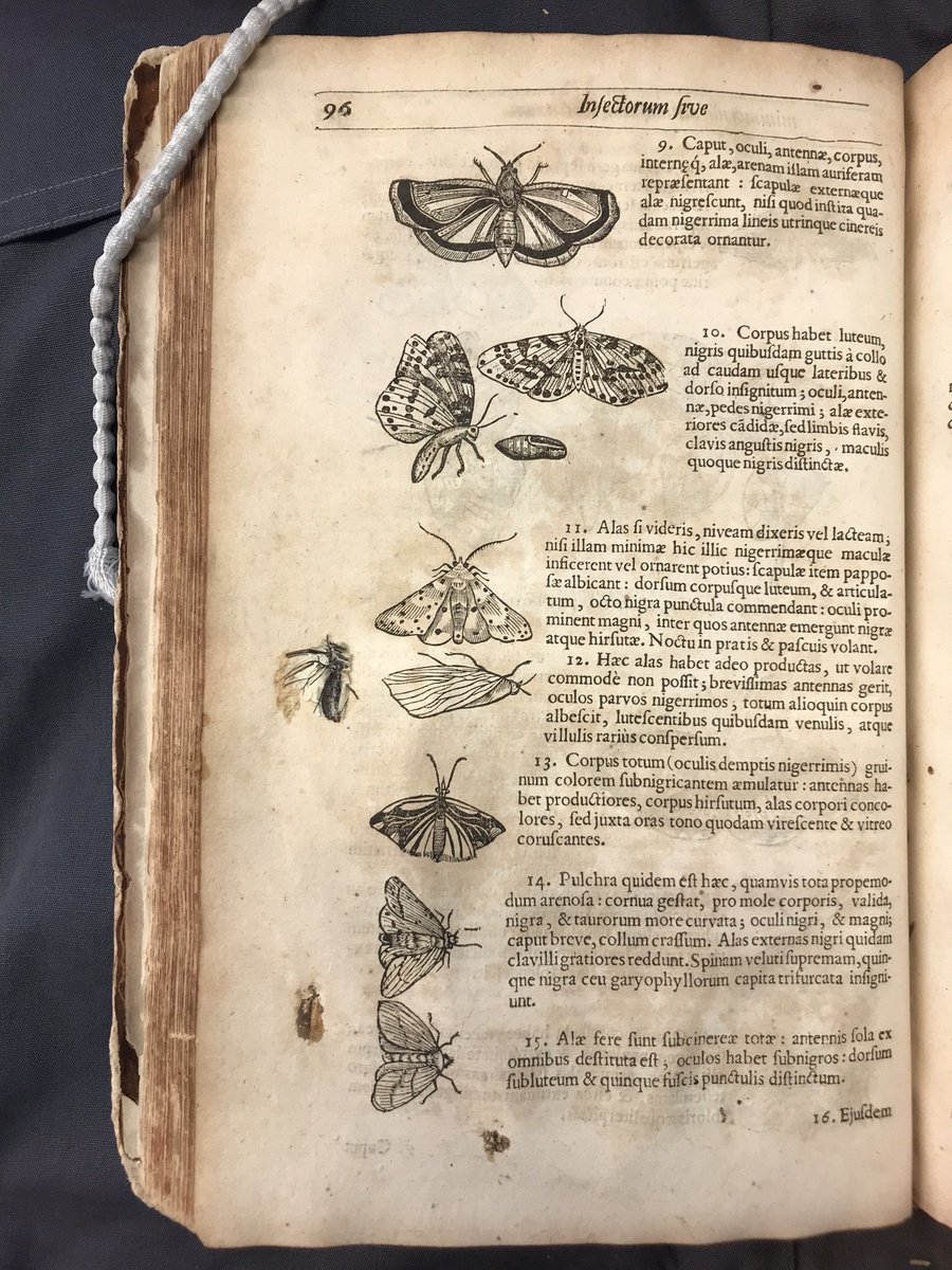 The book 'Insectorum sive minimorum animalium theatrum' printed in London in 1634, is in very fragile condition. We have many books with plant specimens, few (maybe just this one) with bugs. With  @BL_CollCare &  @BL_Digitisation we are carefully conserving and digitising the item