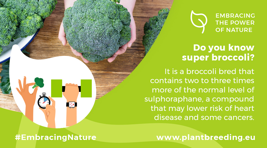 EuroseedsEU's tweet photo. #Plantbreeders from Norway🇳🇴 were working since the 1980s to create a #superbroccoli.🥦 It took many years of #plantbreeding &amp; studies on potential health benefits to deliver Beneforté broccoli to your supermarket shelves.🥦🥦

https://t.co/NcnsVmAexr
#EmbracingNature @TheQuadram https://t.co/dytRkZzKvn
