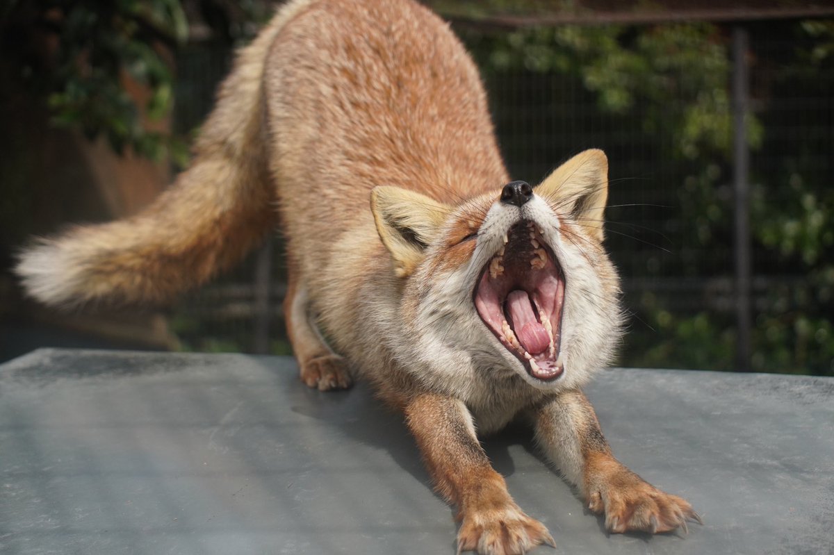 Yawn ~ #Digital #Fox #Art #Sketch #Cute #Animal #Nature #Adorable, image size:1200x799