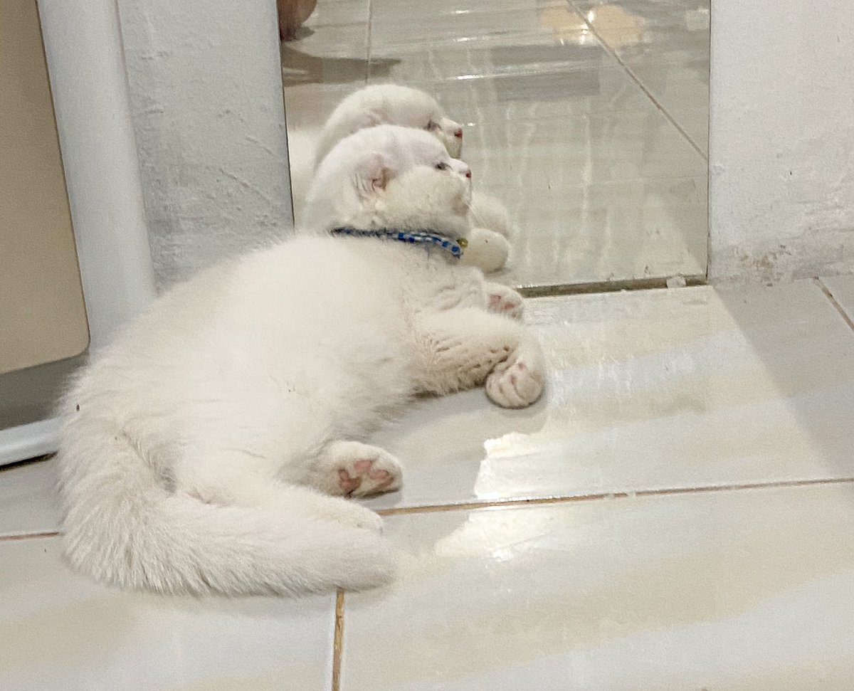 awwwfluffy's tweet photo. ส่องกาจกจนหลับปุ๋ยด้วยฟามหวังว่าตื่งมาจามีหูแบบพี่ดัมโบ้ https://t.co/u14KZ74zO4