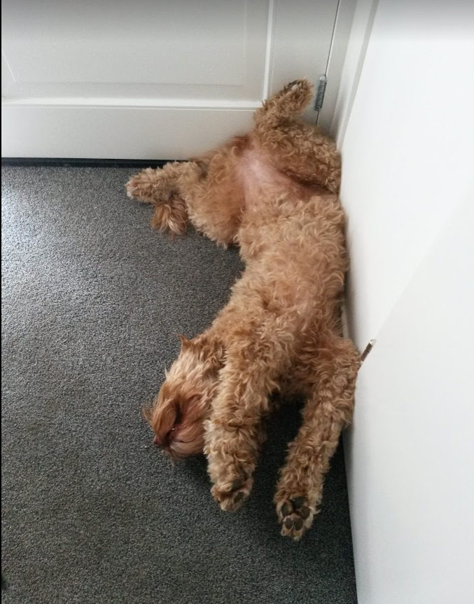 DeportDaily's tweet photo. @Mike_Drop1 @mbootsman Sophie #doodlepose https://t.co/hNT8Hoe2BN