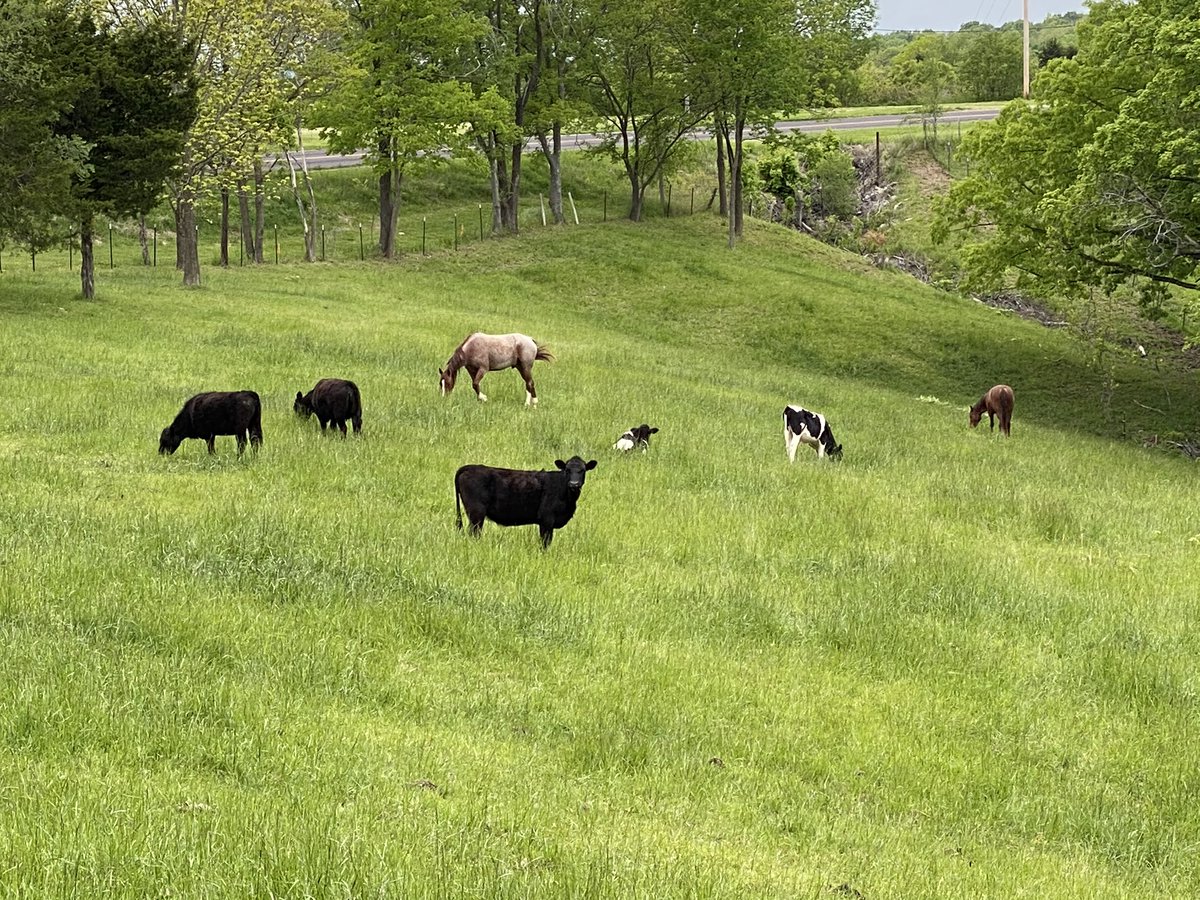 RyanBerns_24's tweet photo. I need some more cattle https://t.co/J6rdVmPG3j