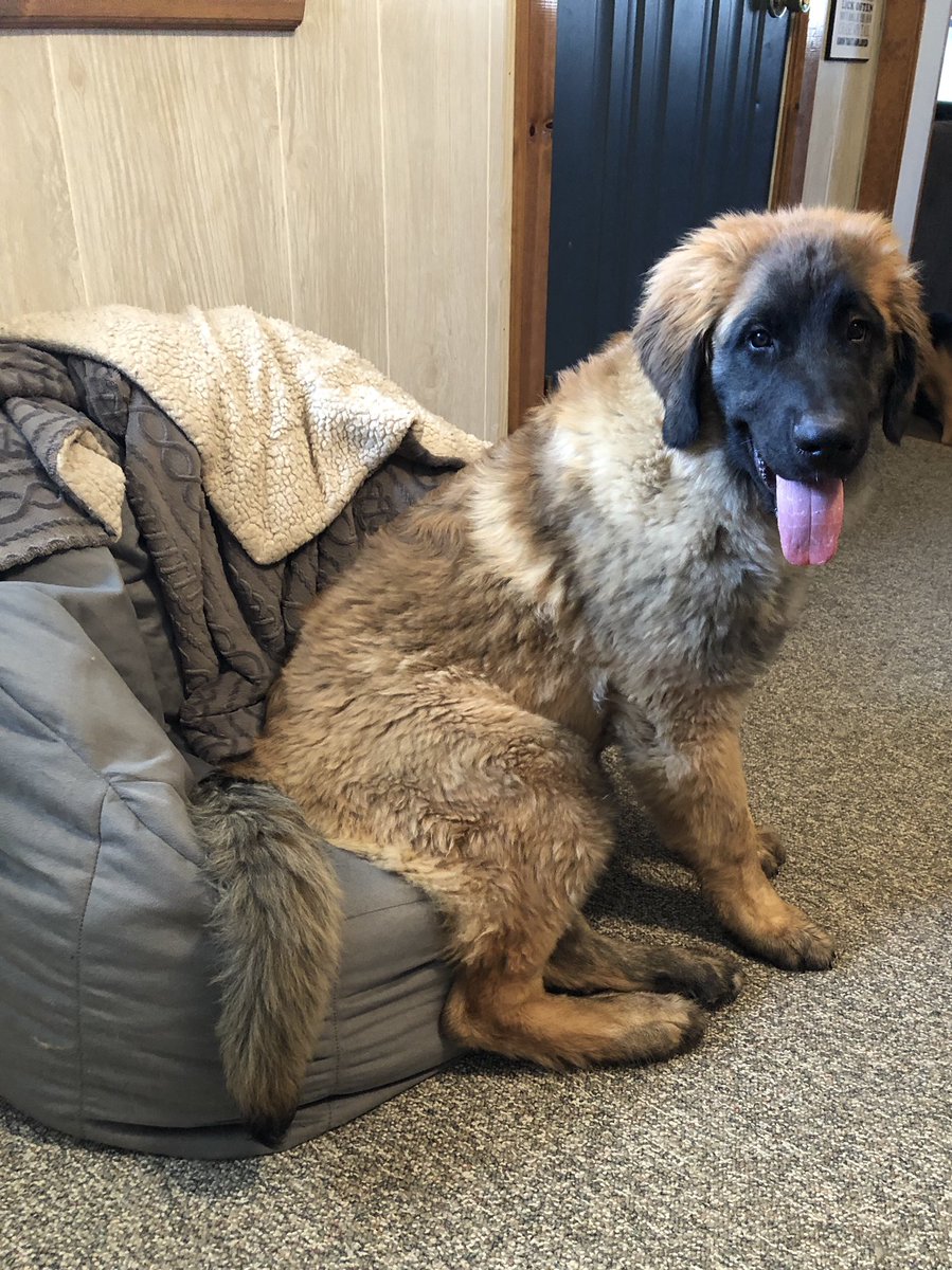 smifferz5's tweet photo. Zeppy in his bean bag chair #BCSDpets https://t.co/CBRwaA4UAJ