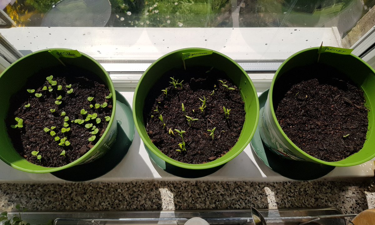DeniseNolson's tweet photo. So from left to right, Basil is currently in the lead, now closely followed by Coriander, in last place with a slow start is Parsley but it's all still to play for.... #WindowHerbs #JoyInSpring
#gratitude #pwme #rheum #chroniclife #HighRiskCovid19 https://t.co/1tgN0MFJwO