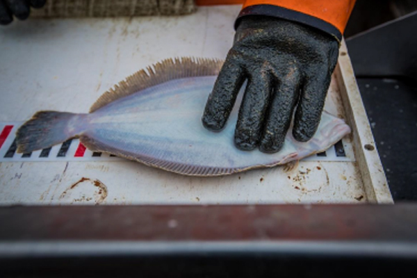 NOAAFish_NEFSC's tweet photo. Webinar tomorrow! Up to $3.7M in @NFWFnews funding for projects focused on implementing electronic technologies: catch, effort, &/or compliance monitoring, more. Priorities include New England groundfish fishery. Proposals due 7/1. Info: https://t.co/uNPhIOpC3A. #EM4Fish #ER4Fish https://t.co/rLJOGDSsAc