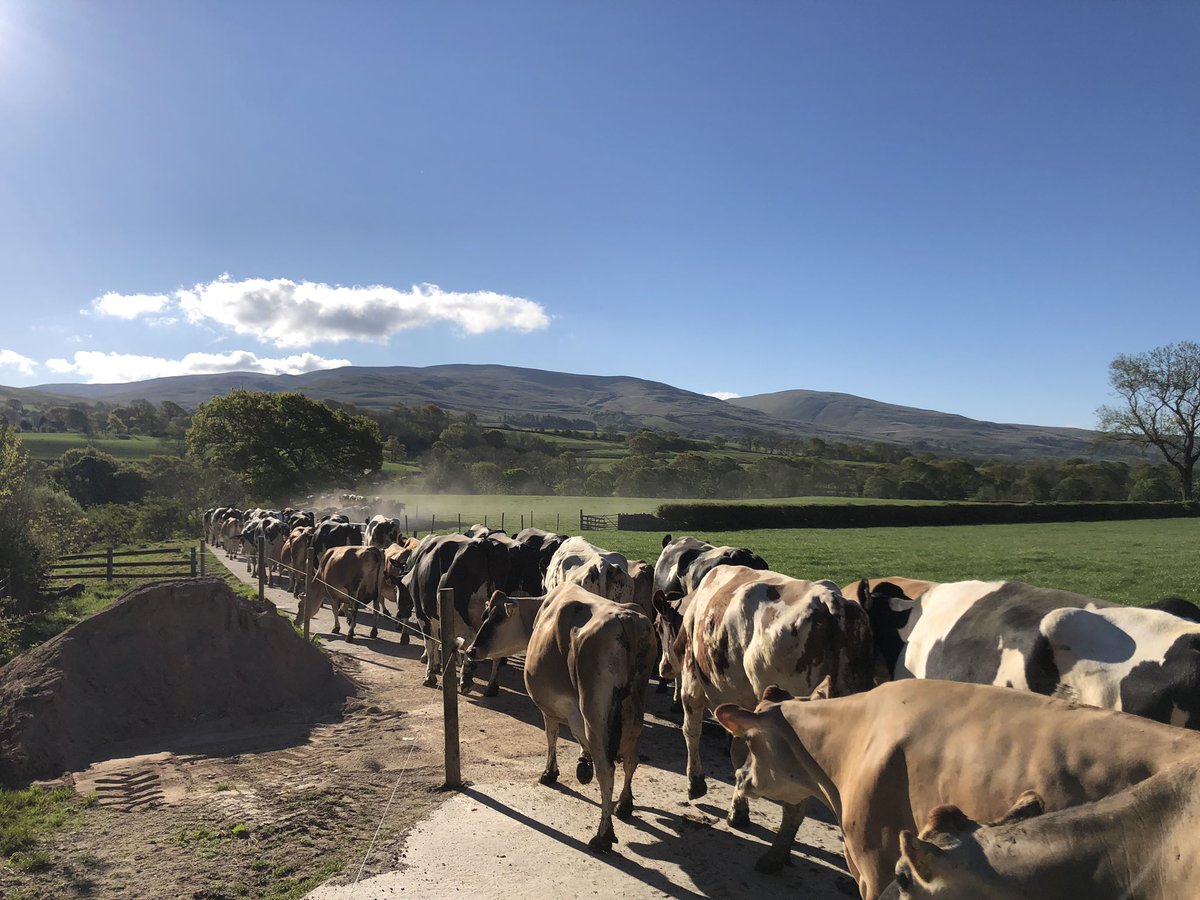 Cows going out to grass, both photographs taken exactly a week apart! Still no rain for over a month, and this is Cumbria!! 🤷🏼‍♀️