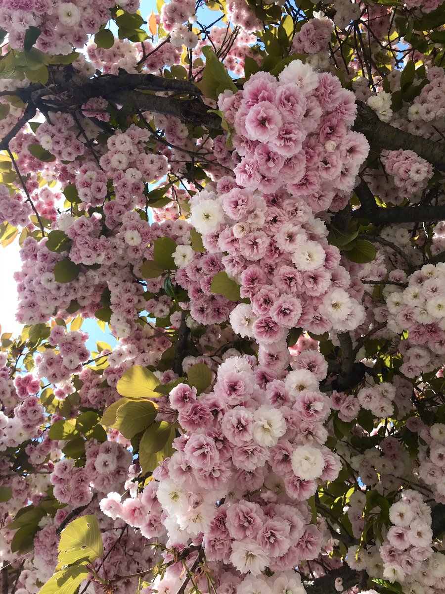 Ann Horvat tweet media