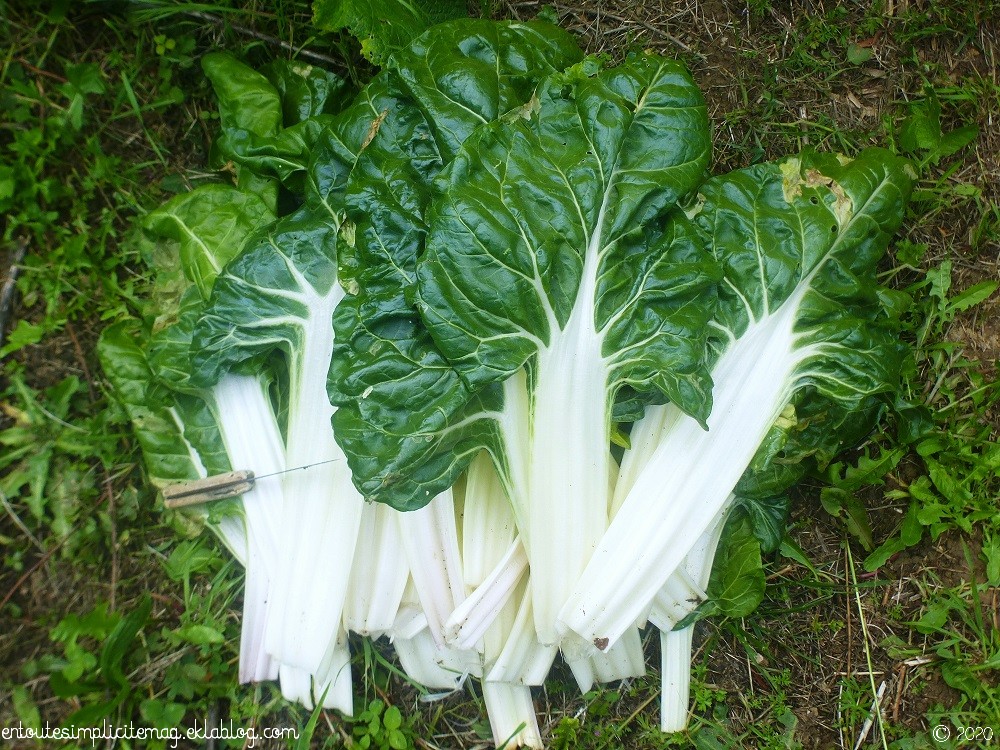 SimpliciteMAG's tweet image. 🥬Les #blettes au #potager ont beaucoup donné alors les recettes s&apos;enchainent🍅Les côtes à la Provençale parfumées à la farigoulette sont toujours un régal😋Vous pouvez les retrouver sur le blog👉urlpetite.fr/zkg #recettefacile #tomates #olives #cotesdeblettes #Provence 🌞