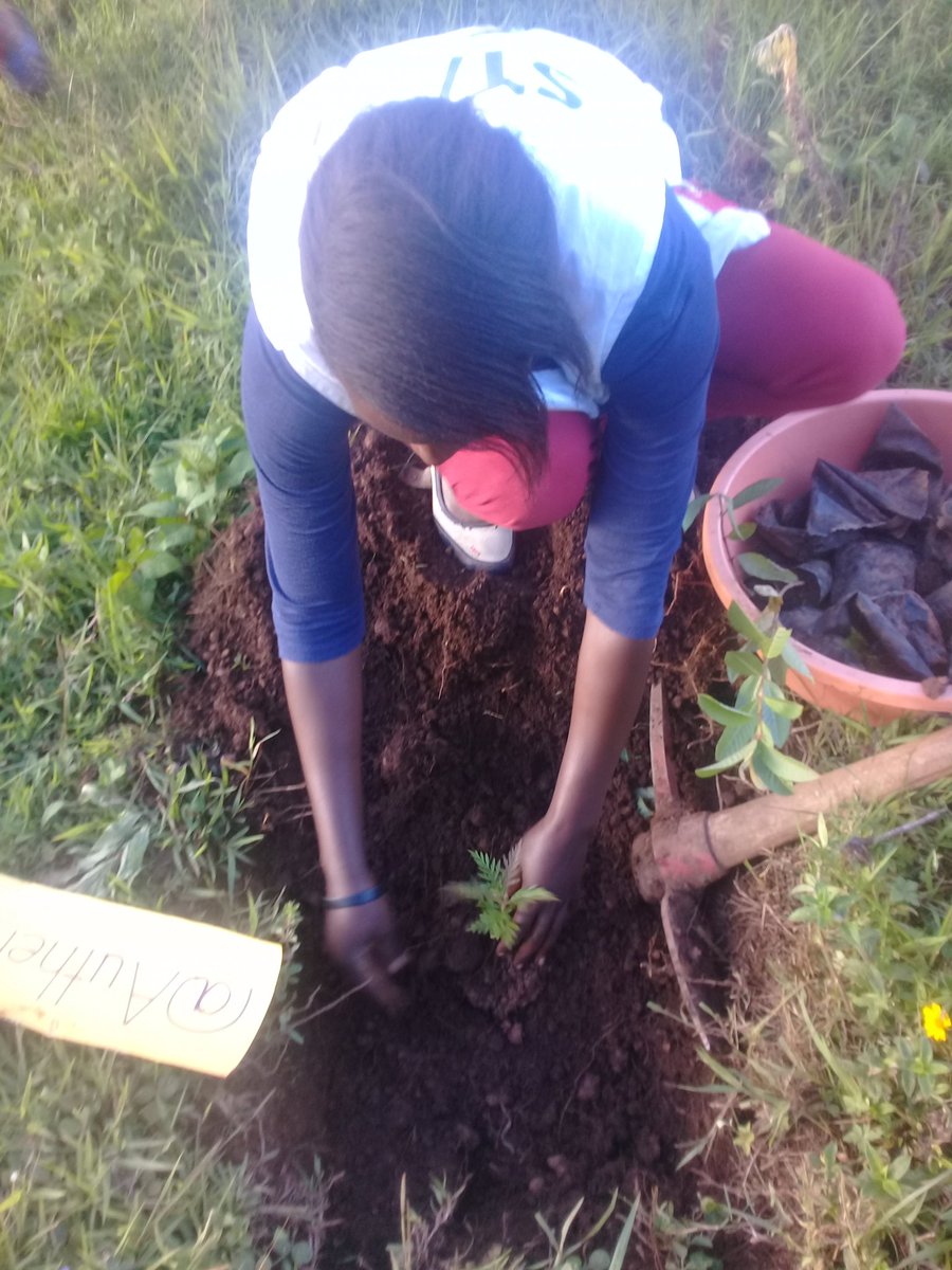 MourineAsiimwe's tweet photo. I plant a tree for every new follower.
No. 26
@Brytsakwa
This is one way you have contributed towards environmental conservation through tree planting.
#missconservationKigezi2019/20 #modelgarden
#PlantaTreePlantHopedrive
#ConservationVoicesAfrica https://t.co/H0iNE2cjYk