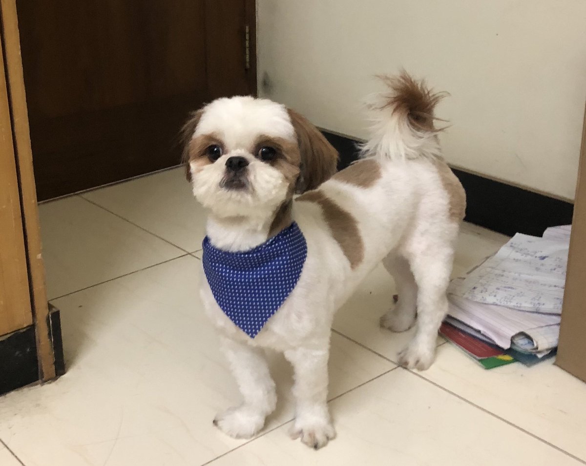serioustaurean's tweet photo. Hippie to Cadet! #Lockdownrelaxed 🐕 #summercut https://t.co/ifi9yzMN2b