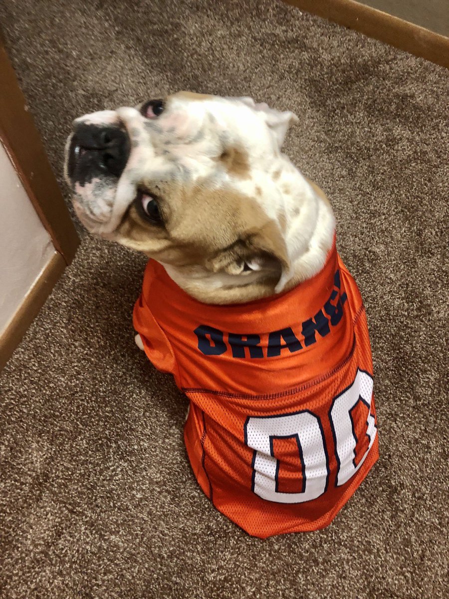 Kevin_Richman's tweet photo. #BCSDSPIRITWEEK #BPatriotProud @BinghamtonCSD #PatriotPets #BCSDpets #EnglishBulldog https://t.co/pR558v3v1i