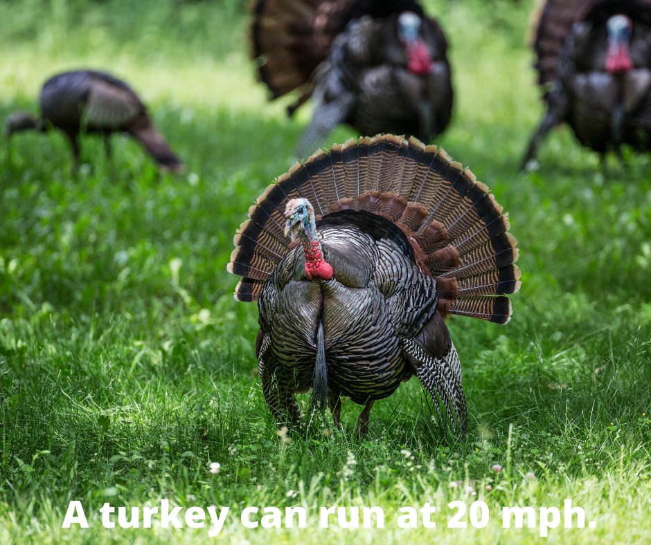MySleepSimple's tweet image. A turkey can run at 20 mph. We Hope You Have A Great Day!😁 #justsoyouknow