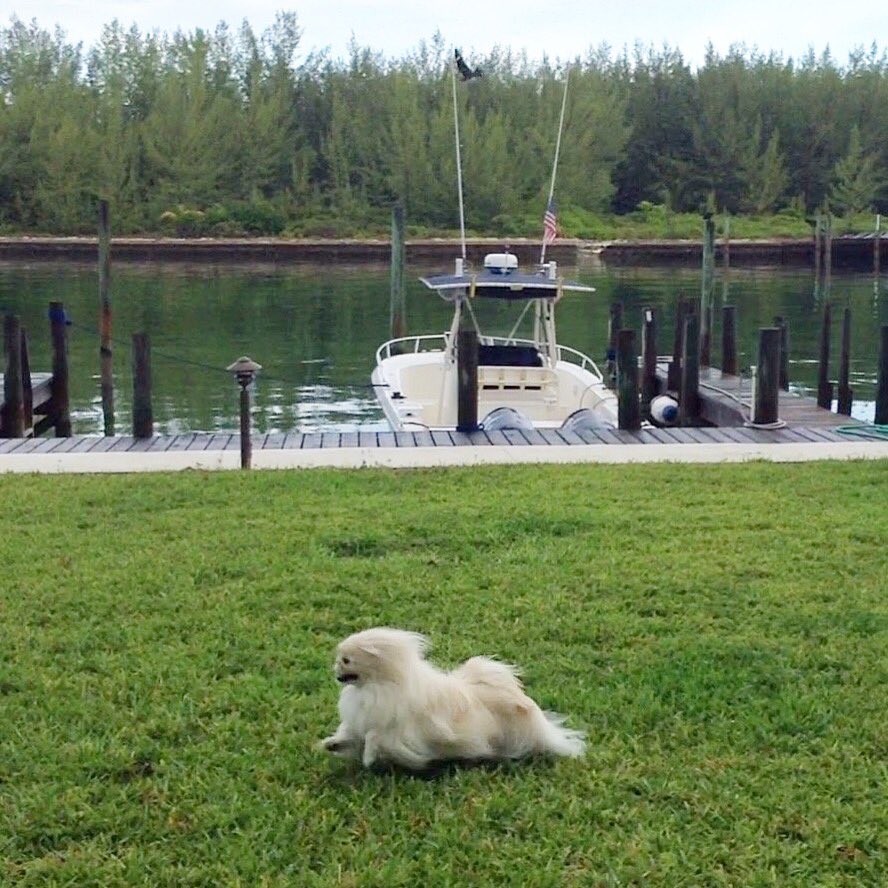 LilCaliGurl's tweet photo. Chase ur dreams likeur dreams are sea chickens
#lifeisshortandsoaremylegs #tuesdaythoughts ๐๐ป๐ง๐ธ #summer2019 #treasurecaytribute #memory
.
#treasurecay #abaco #abacostrong #caligurl #pekingese #flamingler #flamingling #memories #hovermode #mightydog #flyingdog #ibelieveicanfly https://t.co/JQ0FqGmz7C
