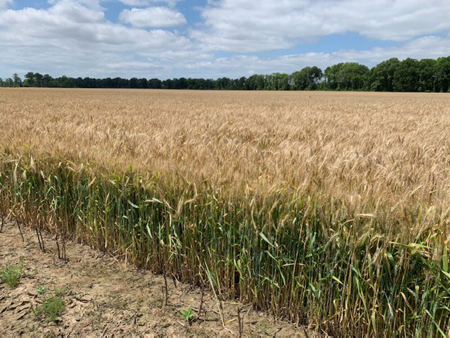 RevereSeed's tweet photo. #cropcheck
LW2046 Early Maturity Low Vernalization seed field almost ready to harvest.
#plantlocal #localwheat #localseedco https://t.co/mA2O5WWFBp