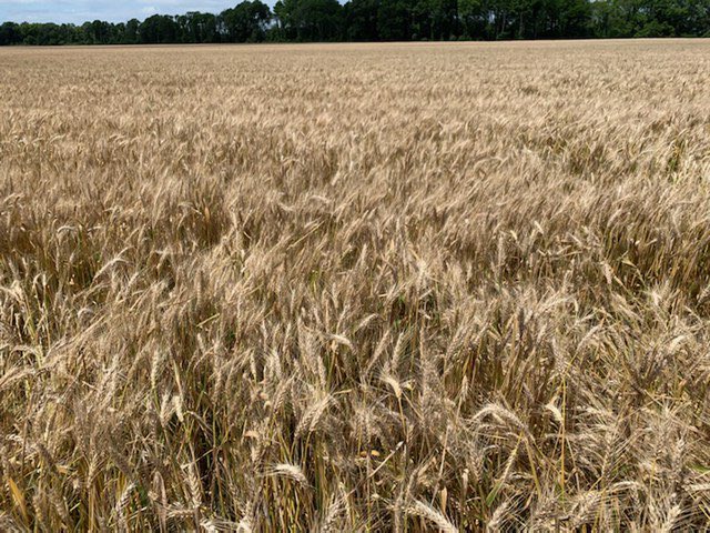 RevereSeed's tweet photo. #cropcheck
LW2046 Early Maturity Low Vernalization seed field almost ready to harvest.
#plantlocal #localwheat #localseedco https://t.co/mA2O5WWFBp