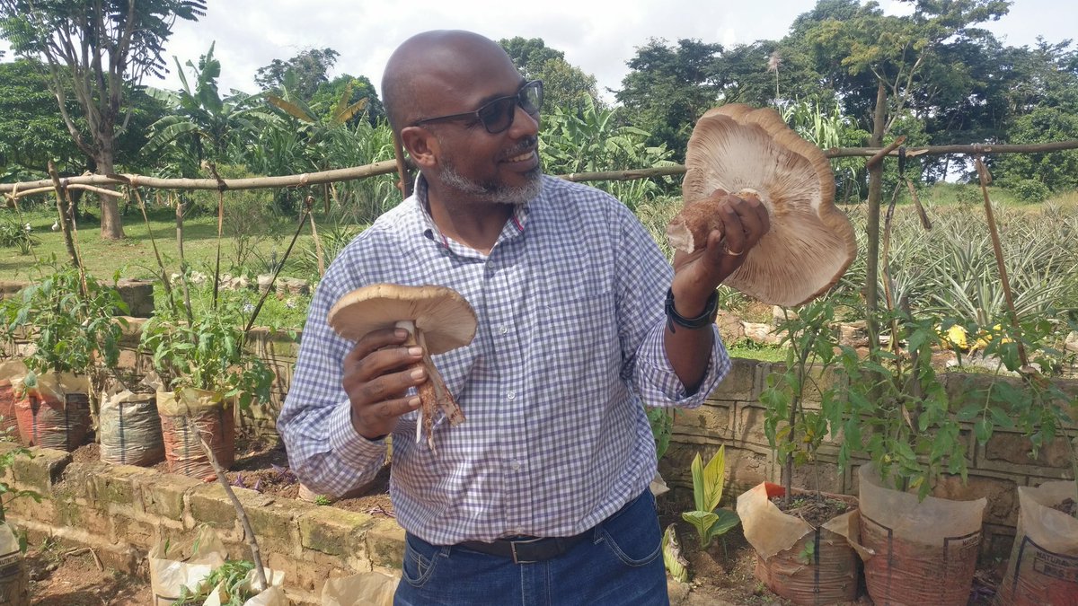 martinssempa's tweet photo. @CedricNdilima @KagutaMuseveni @CanaryMugume @nbstv @drpaulkasenene @WellcareUganda @MinofHealthUG @kasujja @Uwihanganye_A So let's do it...I got the same from his gadget. Glad to have some one to challenge me.. Dig ant hills, Lift weights, Eat mushrooms, Work out! Ka yellow keko oba tukongeremu? https://t.co/uisQ1hTbd0